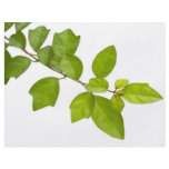Green leaves flyers