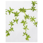 Green leaves flyers