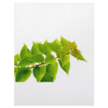 Green leaves custom letterhead
