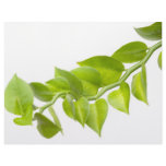 Green leaves customized letterhead