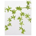 Green leaves custom letterhead