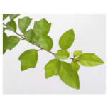 Green leaves letterhead