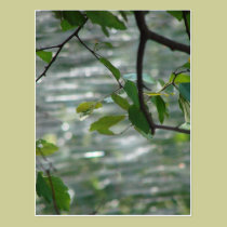 Green Leaves Of Hope postcards