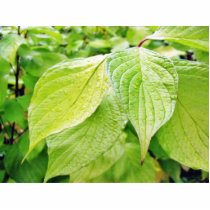 Green Leaves On Tree photo sculptures