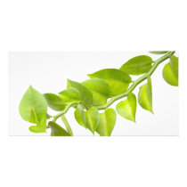 Green leaves photo card template
