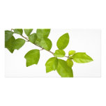 Green leaves photo card template
