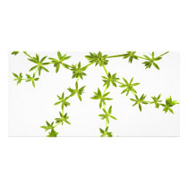 Green leaves picture card
