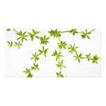 Green leaves picture card