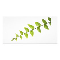 Green leaves personalized photo card