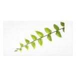 Green leaves personalized photo card