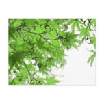 Green Leaves Postcards