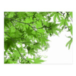 Green Leaves Postcards