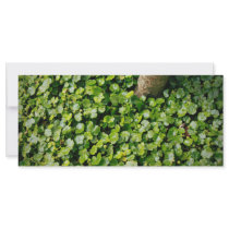 Green leaves rack cards by fotoplus Green leaves rack cards