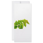 Green leaves rack cards