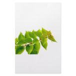 Green leaves stationery design