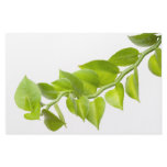 Green leaves personalized stationery
