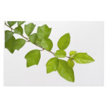 Green leaves stationery paper