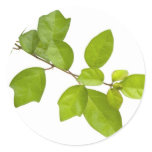 Green leaves stickers