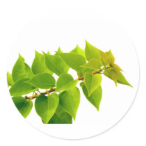 Green leaves round stickers
