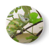 Green Lizard buttons