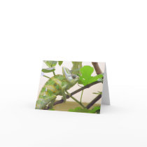 Green Lizard cards