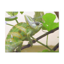 Green Lizard postcards by crittercircus Green Lizard postcards