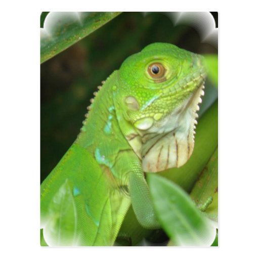 Green Lizard Postcard