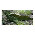 Green Lizard posters