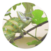 Green Lizard stickers