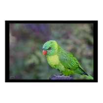 Green Lorikeet posters