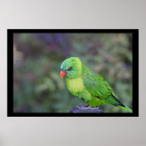 Green Lorikeet Posters