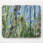 Green Lynx Spider in Lavender Mouse Mats