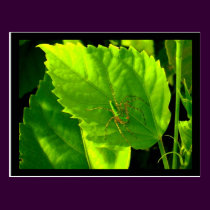 Green Lynx Spider postcards