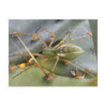 green lynx spider post card