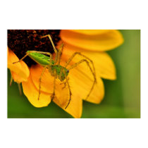 Green Lynx Spider posters by dstewart44 Green Lynx Spider posters