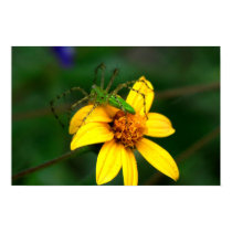 Green Lynx Spider posters by jerrybsmith Green Lynx Spider posters