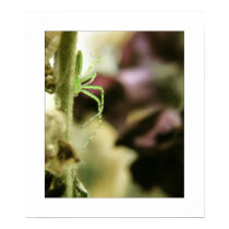 green lynx spider posters