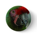 Green Macaw buttons by Kmezzano Green Macaw buttons