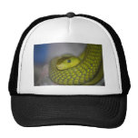 Green Mamba Hats