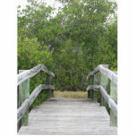 Green mangrove background, dock leading in photo cutout