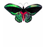 Green Mariposa ~ Tshirt