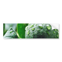 Green Meyer Lemon bumper stickers by lifesphere Green Meyer Lemon bumper stickers