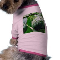 Green Meyer Lemon pet clothing by lifesphere Green Meyer Lemon pet clothing