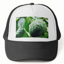 Green Meyer Lemon hats by lifesphere Green Meyer Lemon hats