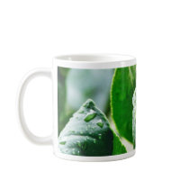 Green Meyer Lemon mugs