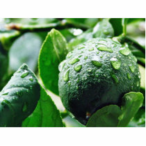 Green Meyer Lemon photo sculptures by lifesphere Green Meyer Lemon photo sculptures