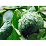 Green Meyer Lemon Cut Outs