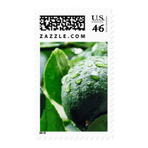 Green Meyer Lemon postage by lifesphere Green Meyer Lemon postage