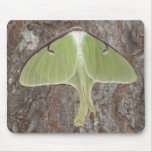 Green Moth Green Moth