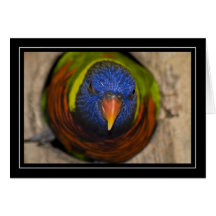 Green-Naped Lorikeet Blank Card